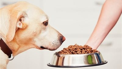 الزراعة عن دعوات الامتناع عن إطعام الكلاب الضالة: مخالفة للشرع والقانون