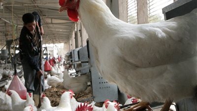 رئيس شعبة الدواجن: أسعار الدواجن والبيض شهدت تراجعا ملحوظا خلال الأيام الماضية