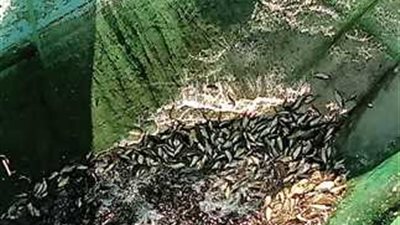 في خطوة لدعم الإنتاج السمكي.. إنزال أكثر من مليون زريعة بلطي بالبحيرات