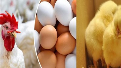 أسعار الدواجن والبيض اليوم الأحد 12 أكتوبر 2025.. مفاجأة في البانيه