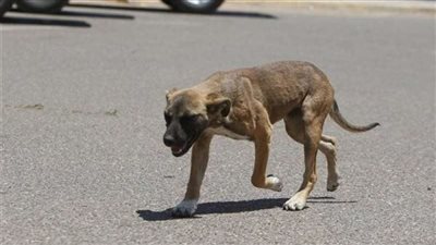 كلب ضال يهاجم الأهالي ويصيب 6 أشخاص بينهم أطفال في الجيزة