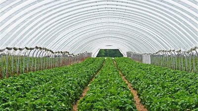 كيف ساهم مشروع الصوب الزراعية في تحقيق الأمن الغذائي لمصر؟