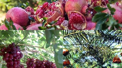 الرمان والعنب والتمور.. كنوز مصرية تغزو الأسواق العالمية