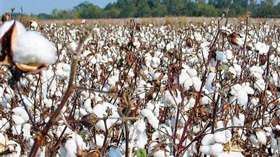 اليوم العالمي للقطن.. مصر تستعد لانطلاق موسم المزادات وتؤكد التزامها بالاستدامة ودعم المزارعين