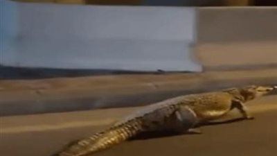 تمساح يتجول في شوارع حدائق الأهرام يثير ذعر الأهالي|تفاصيل