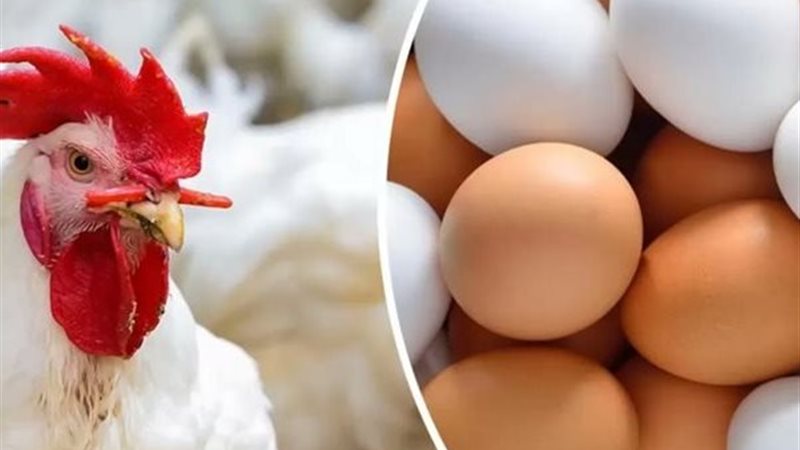 أسعار الفراخ والبيض اليوم