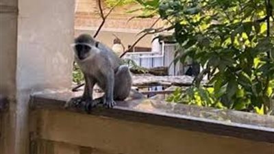 بعد التمساح النيلي.. بلاغ ضد شخص يحوّل منزله إلى 