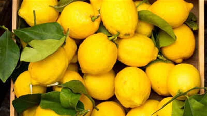 فوائده الليمون