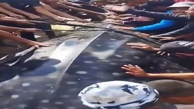 مشهد نادر بغزة.. حوت خان يونس العملاق يثير دهشة السكان والصيادين