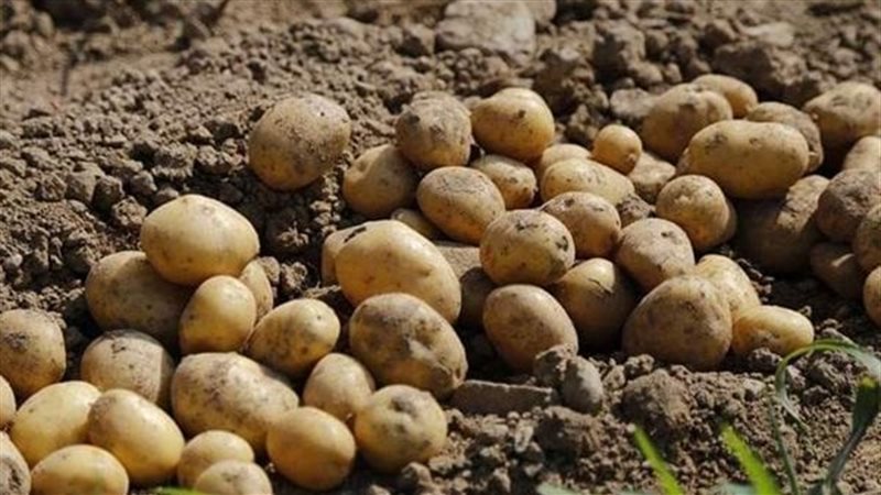 فحص تقاوي البطاطس