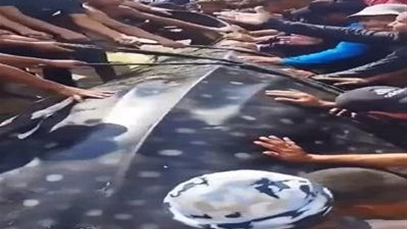 حوت خان يونس العملاق