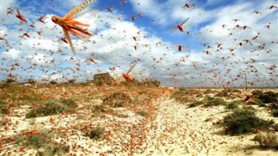 تعاون مصري جزائري لمكافحة الجراد الصحراوي وتعزيز الأمن الغذائي الإقليمي