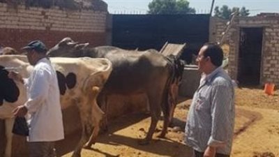 الزراعة: تحصين أكثر من 800 ألف رأس ماشية ضد الحمى القلاعية والوادي المتصدع