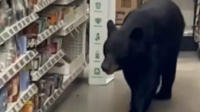 اليابان تعلن الطوارئ.. الجيش ينتشر في المدن بعد تصاعد غزو الدببة وهجمات دامية تهز البلاد