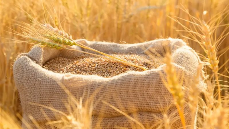 تراجع واردات القمح