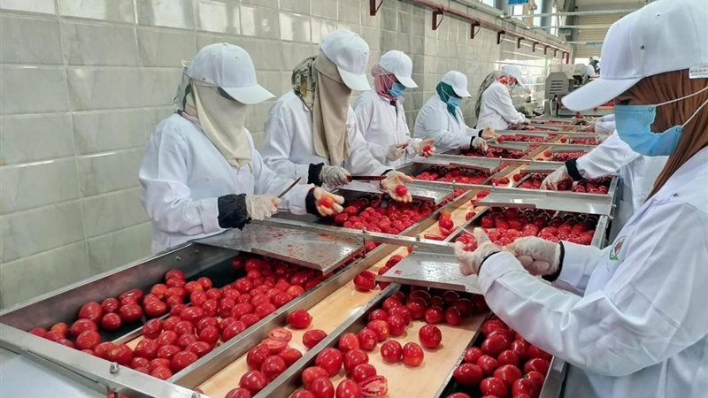 مجمعًا لتجفيف الطماطم