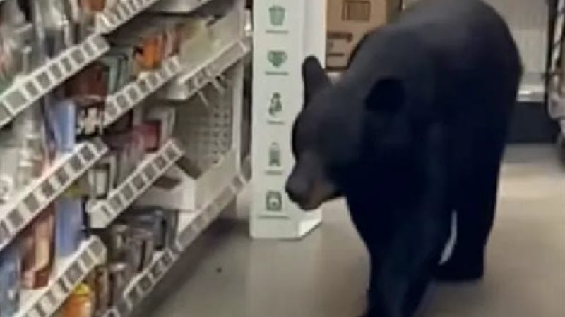 الدببة تثير الرعب