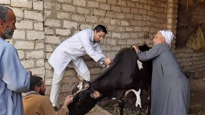 المنيا تحصن 68.5 ألف رأس ماشية ضمن الحملة القومية ضد الحمى القلاعية