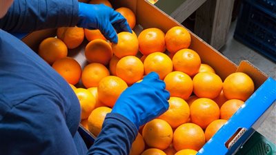 البرتقال المصري ينطلق إلى الأسواق العالمية منتصف ديسمبر