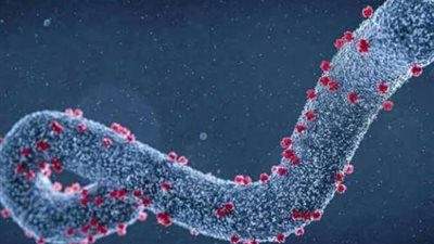 الصحة تطمئن المصريين: مصر بعيدة عن خطر فيروس ماربورغ