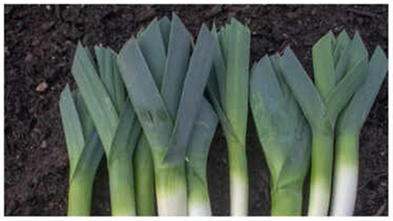 الخضراوات الصليبية