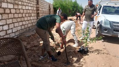 المنيا تزرع 94 شتلة ضمن مبادرة 100 مليون شجرة بمطاي وسمالوط