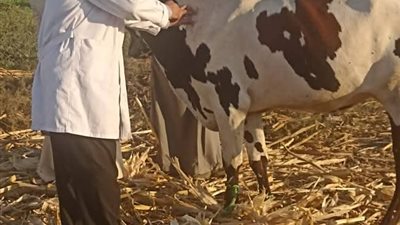 المنيا: تحصين 167 ألف رأس ماشية ضد الوادي المتصدّع والحمّى القلاعية