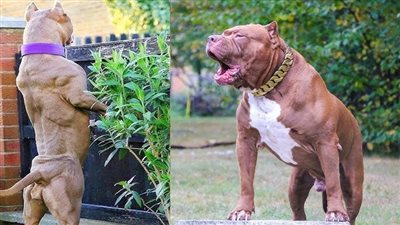 محضر ضد مالكة 