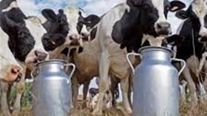 إنتاج اللحوم والألبان