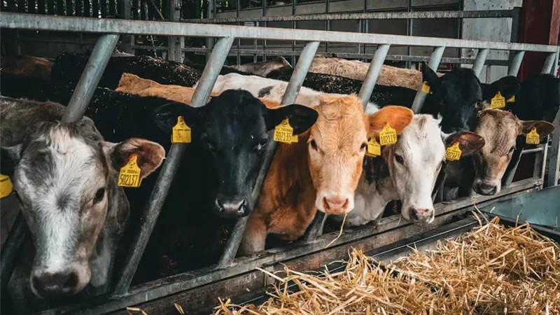 مشروع إحياء البتلو