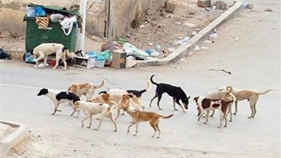 الكلاب الضالة تهدد المواطنين.. الإطعام العشوائي والمخلفات وراء كارثة الشوارع