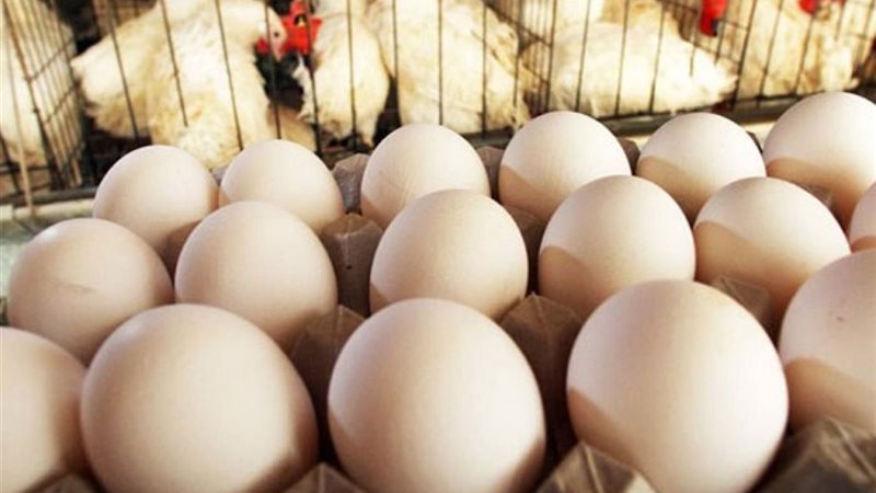 الفراخ والبيض