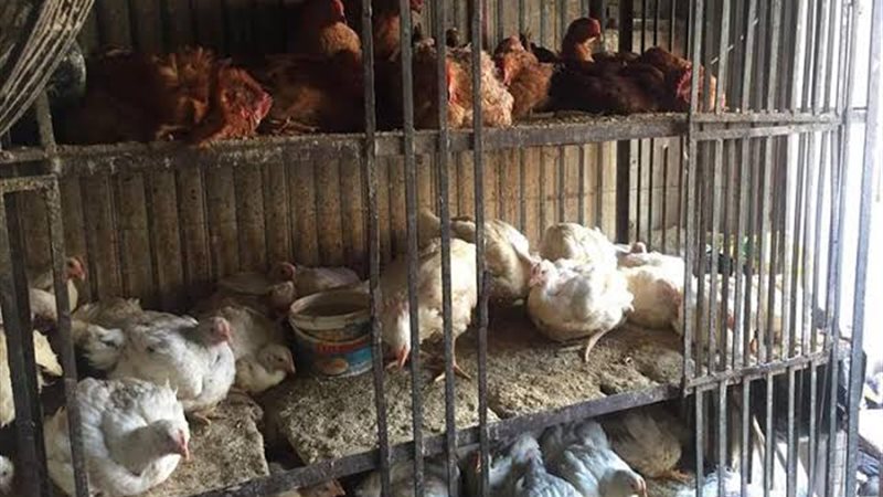 محلات ذبح وتجهيز الدواجن 