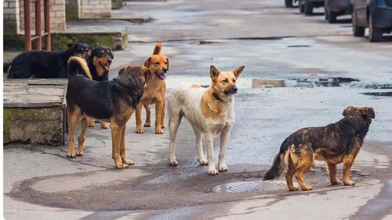 ظاهرة انتشار الكلاب الضالة