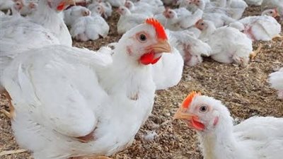 رئيس شعبة الدواجن يحذّر: سيطرة السماسرة تهدد استقرار الصناعة والأسعار