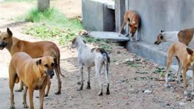 القاهرة تخصص أرضًا لإقامة منشأة حديثة لإيواء الكلاب الضالة في التبين