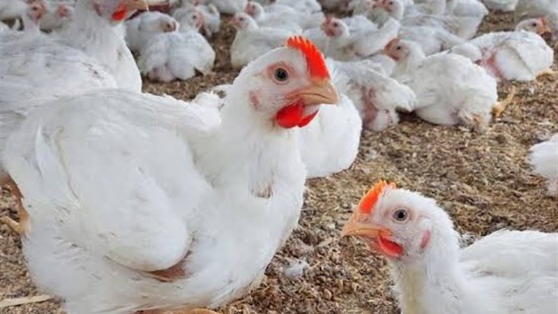 الثروة الداجنة 