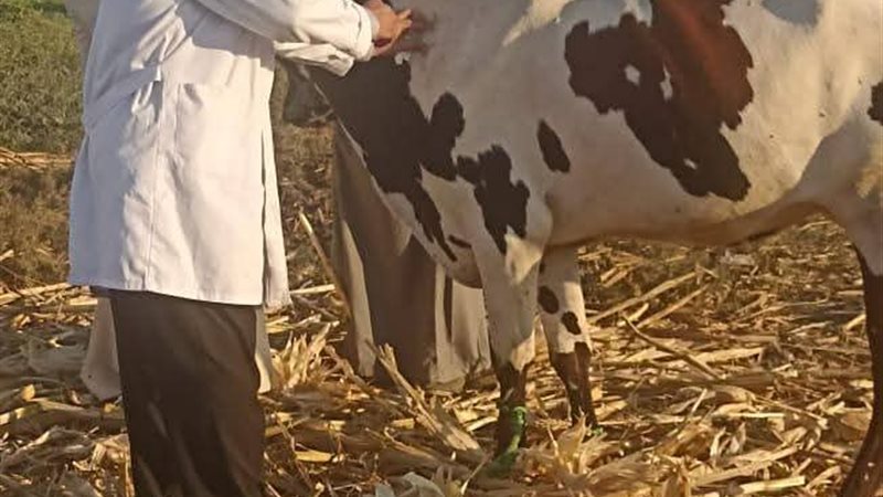 بيطري المنيا 