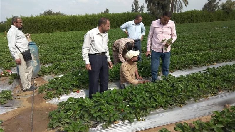 الإرشاد الزراعى 