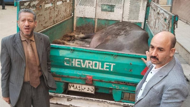 تموين المنيا 