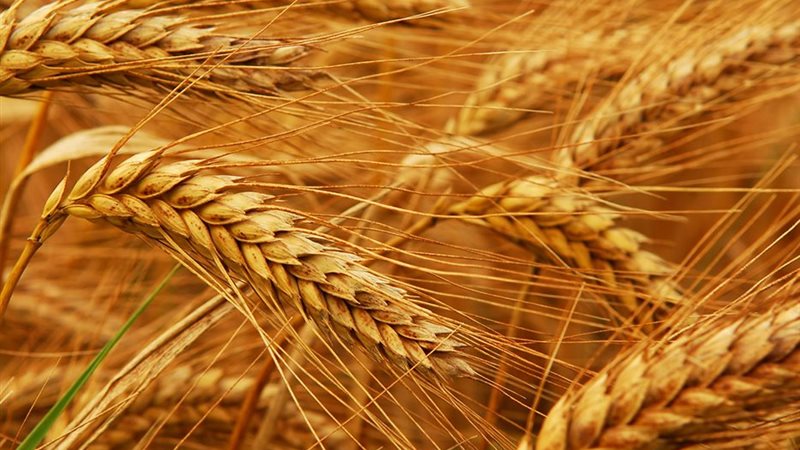  زراعة القمح