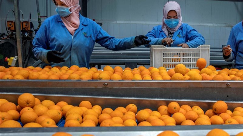 الصادرات الزراعية