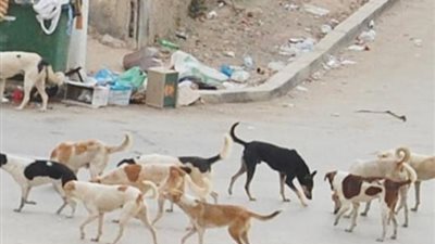 الكلاب الضالة تشعل الجدل في مصر.. استراتيجية جديدة بلا قتل ولا حبس