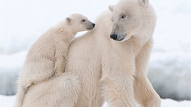 الدب القطبي 