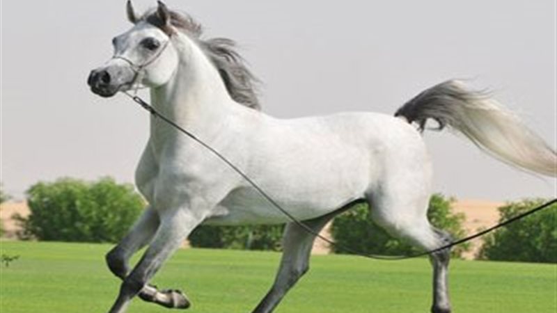 الخيول العربية المصرية