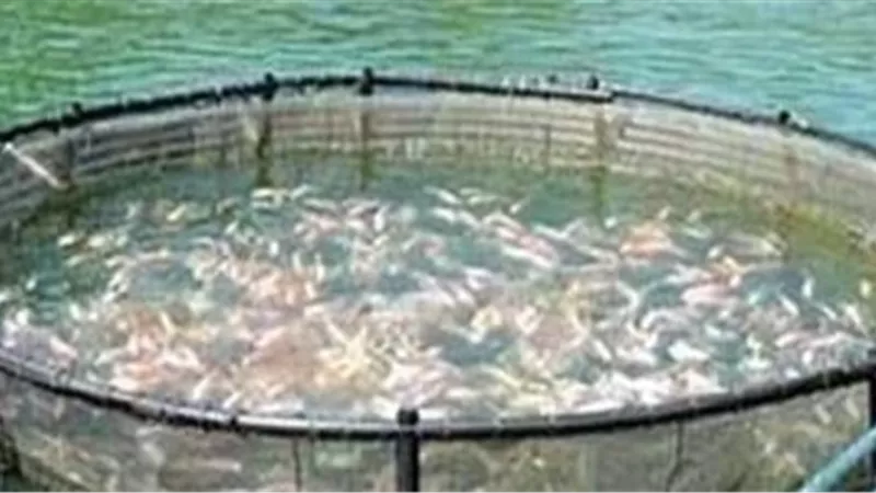 الاستزراع السمكي