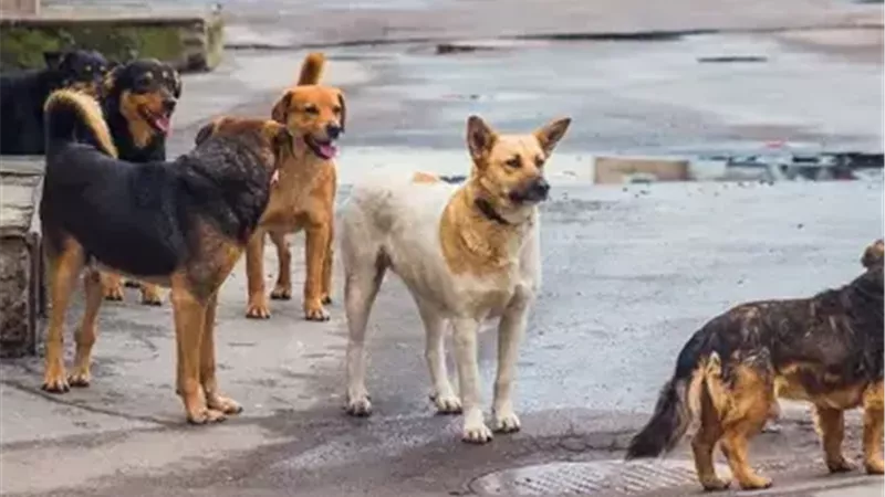 الكلاب الضالة