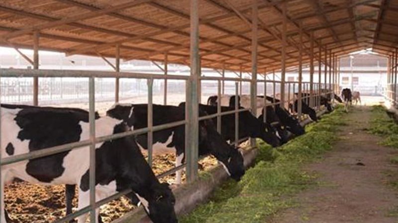  الثروة الحيوانية