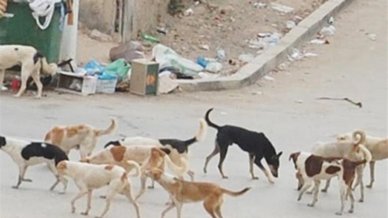 الكلاب الضالة 