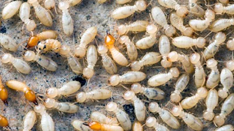 النمل الابيض 